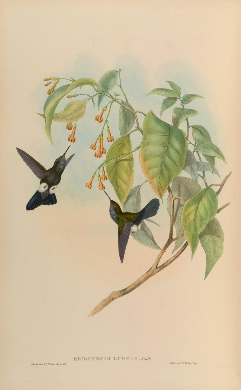 Eriocnemis gyász = Haplophaedia alkotó: John Gould