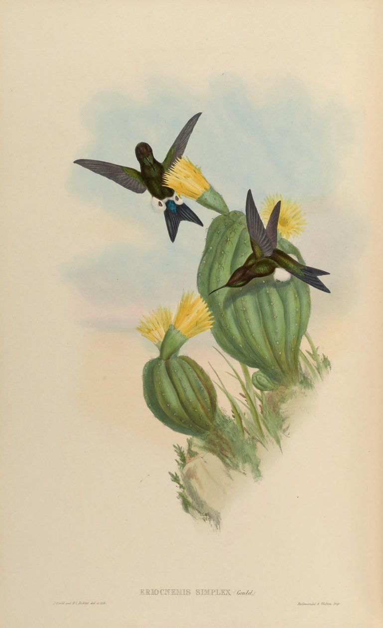 Eriocnemis simplex = Eriocnemis cupreoventris alkotó: John Gould