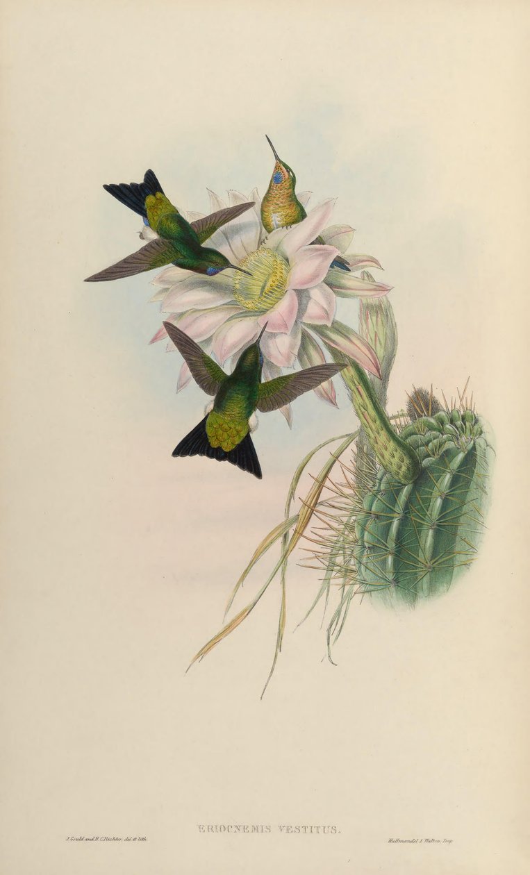 Eriocnemis vestitus = Eriocnemis vestita alkotó: John Gould