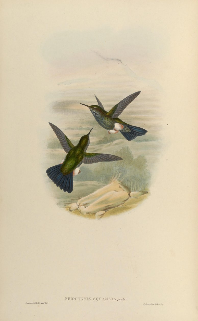 Eriocnemys lugens = Haplophaedia lugens alkotó: John Gould