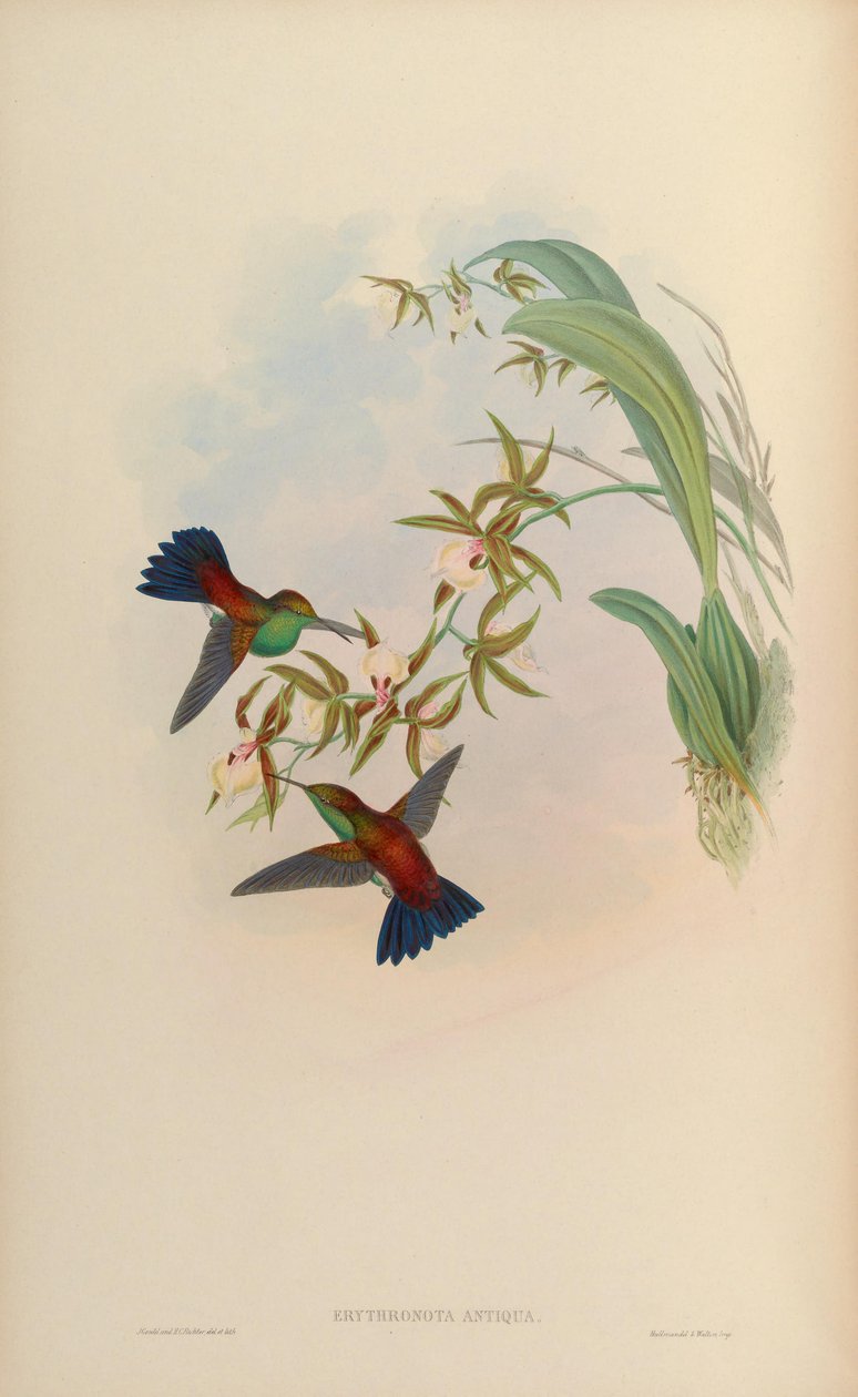 Erythronota antiqua = Amazilia tobaci erythronotos alkotó: John Gould