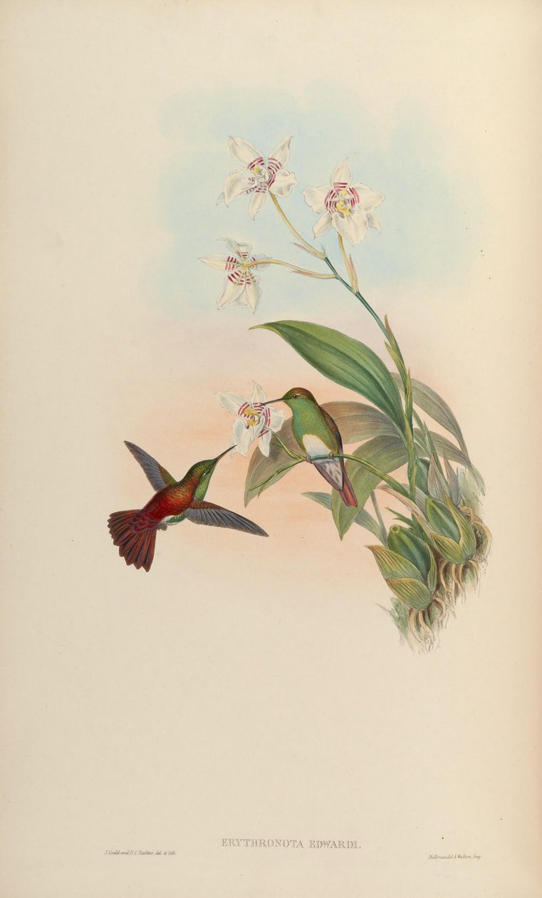 Erythronota edwardi = Amazilia edward alkotó: John Gould
