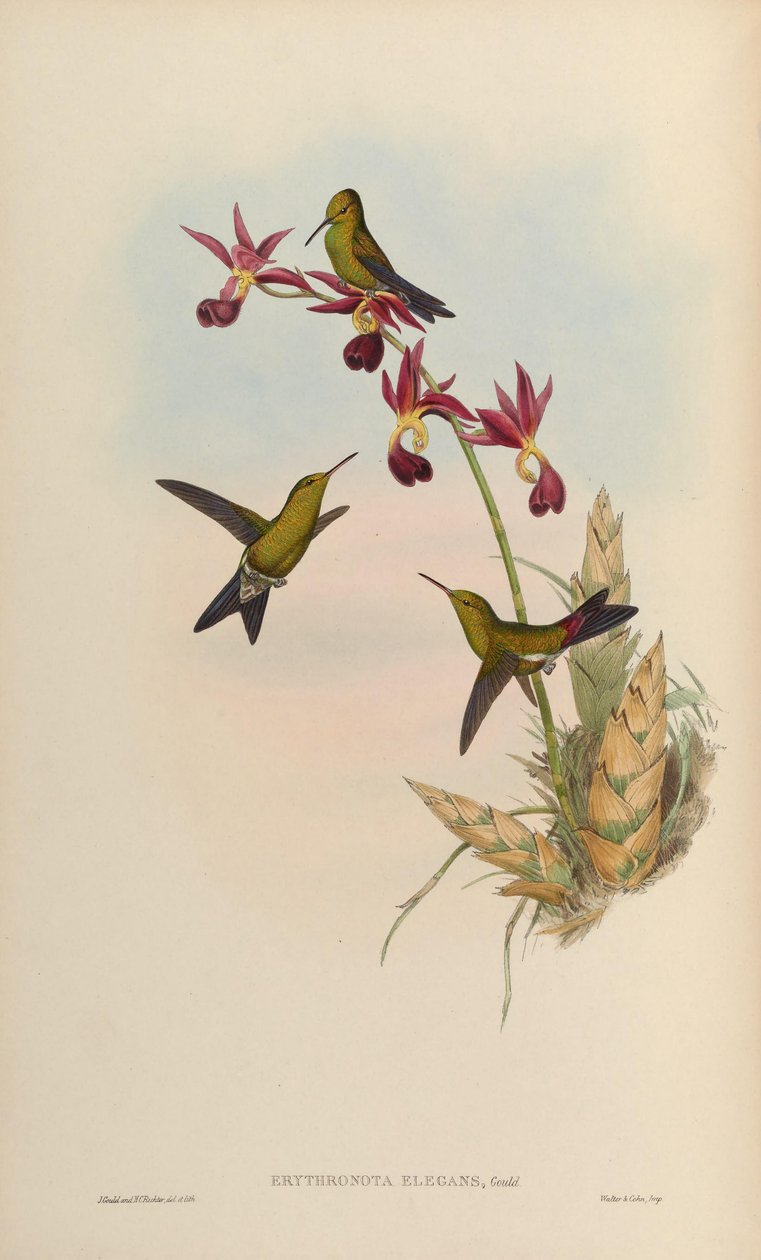 Erythronota elegans = Chlorostilbon elegans alkotó: John Gould