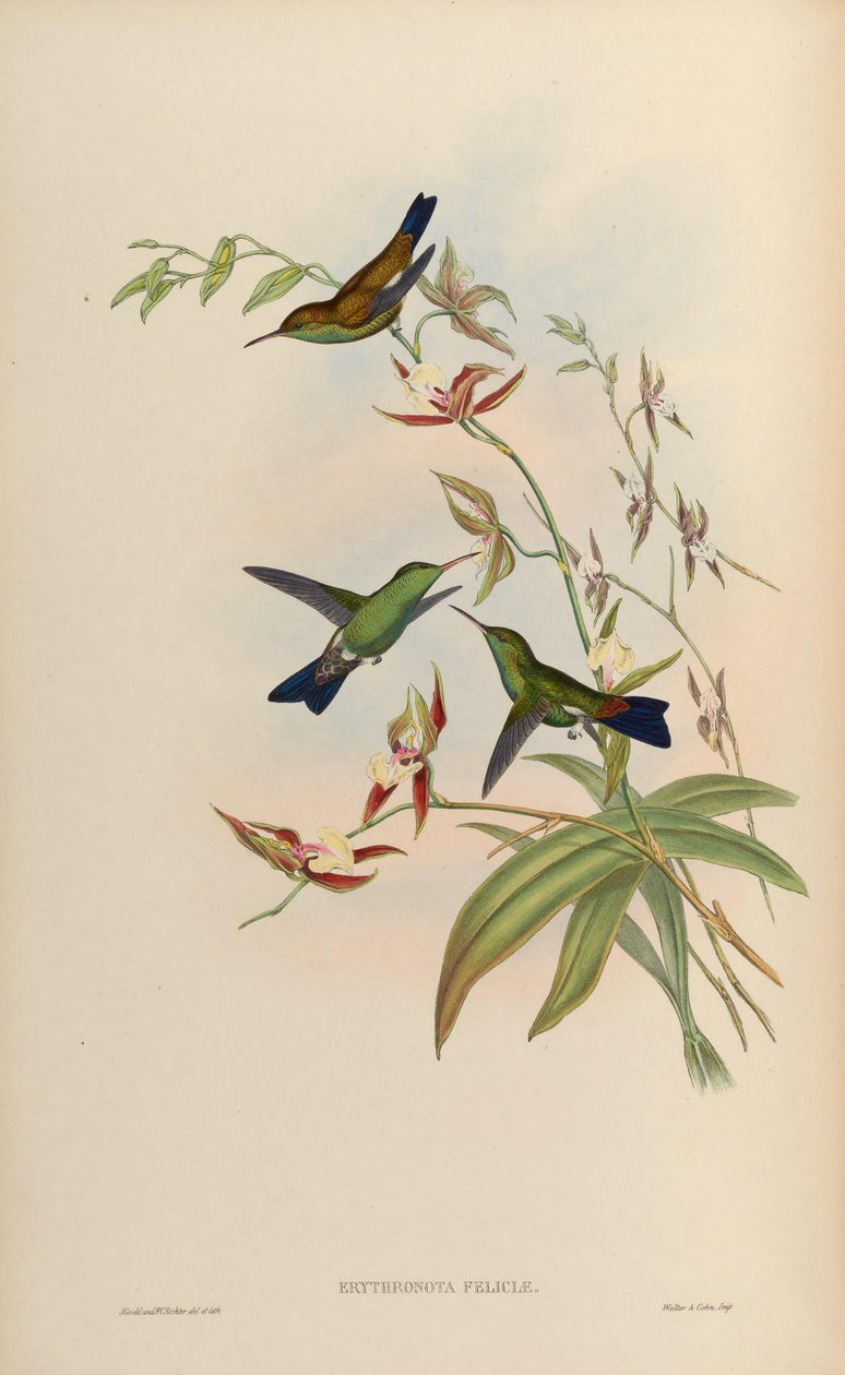 Erythronota feliciae = Amazilia tobaci feliciae alkotó: John Gould