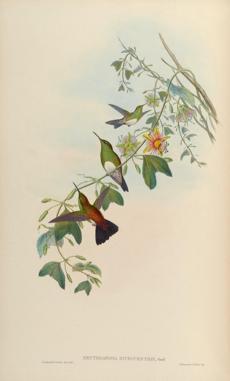 Erythronota niveiventris = Amazilia edward niveiventris alkotó: John Gould