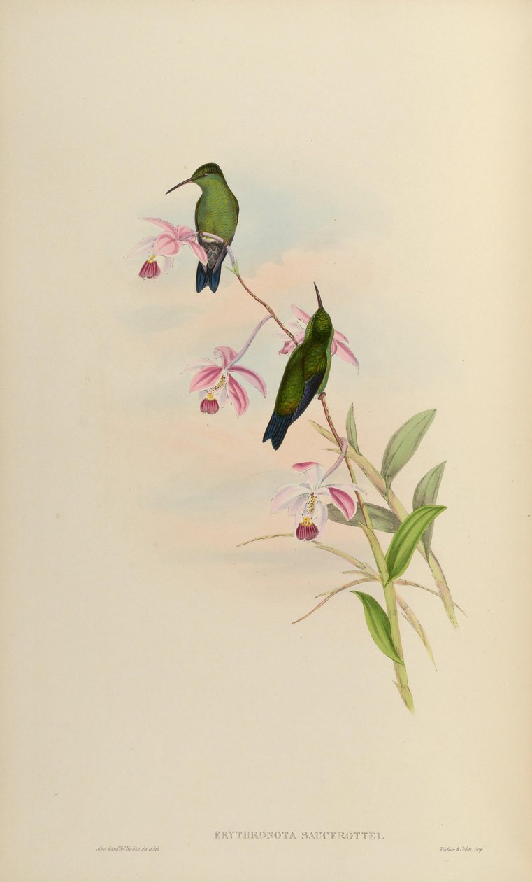 Erythronota saucerottei = Amazilia saucerrottei saucerrottei alkotó: John Gould