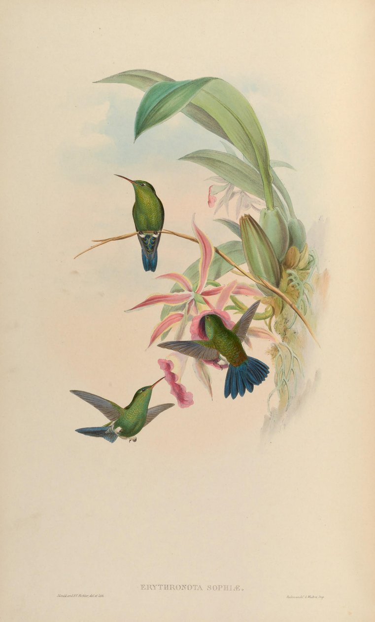 Erythronota sophiae = Amazilia saucerrottei saucerrottei alkotó: John Gould