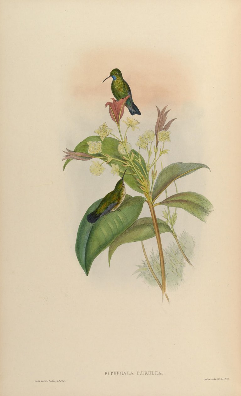 Eucephala kék = Chlorestes notata alkotó: John Gould