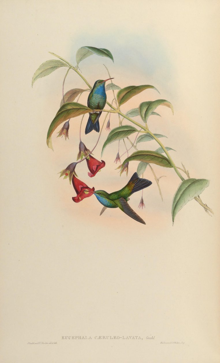 Eucephala caeruleolavata =? - csak a Brazília délkeleti részéből származó típusmintából ismert; érvényes fajként kezelte Cory (1918) és Pinto (1937); Peters (1945) meghatározatlan származású hibridként kezelt alkotó: John Gould