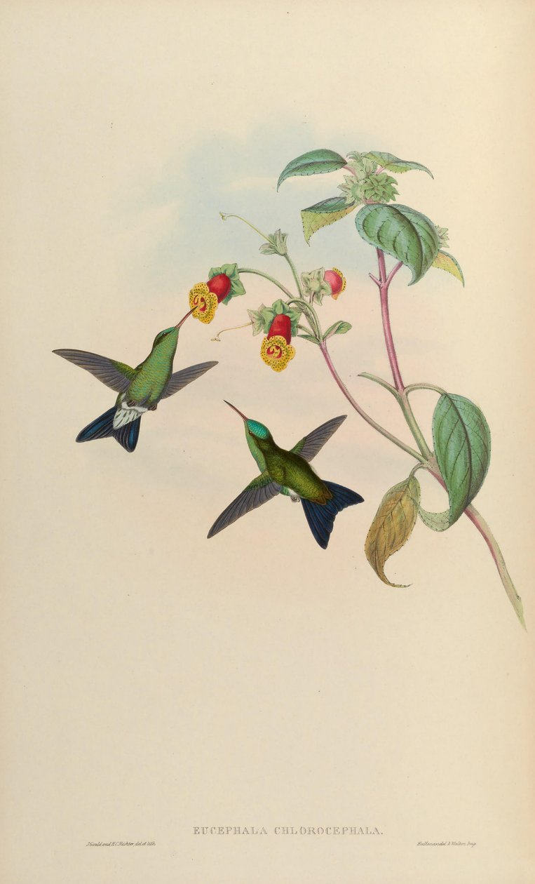 Eucephala chlorocephala =? alkotó: John Gould