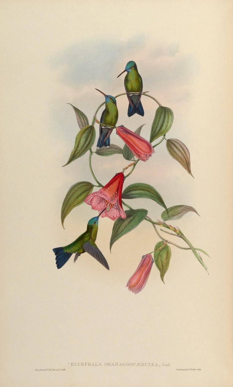 Eucephala smaragdkék = Chlorestes notatus X Thalurania glaucopis alkotó: John Gould