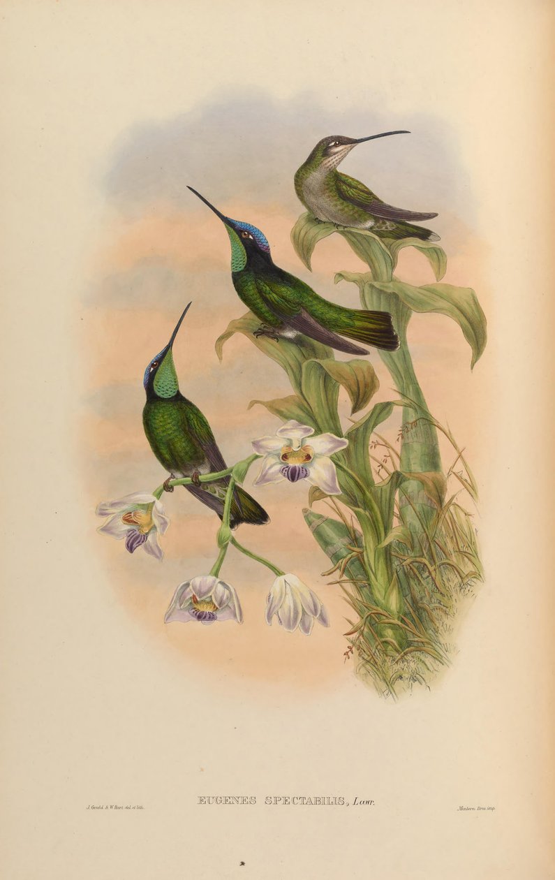 Eugenes spectabilis = Eugene spectabilis alkotó: John Gould