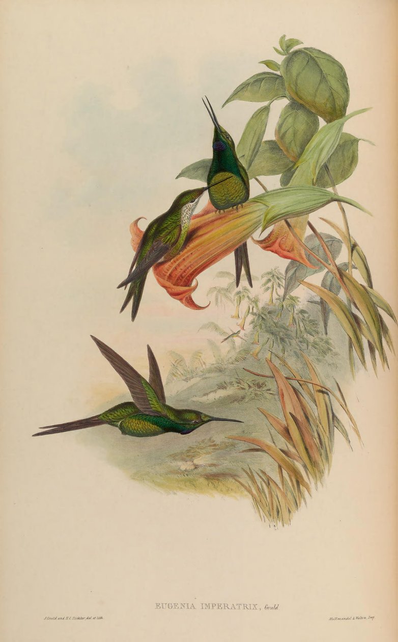 Eugenia császárné = Heliodox császárné alkotó: John Gould
