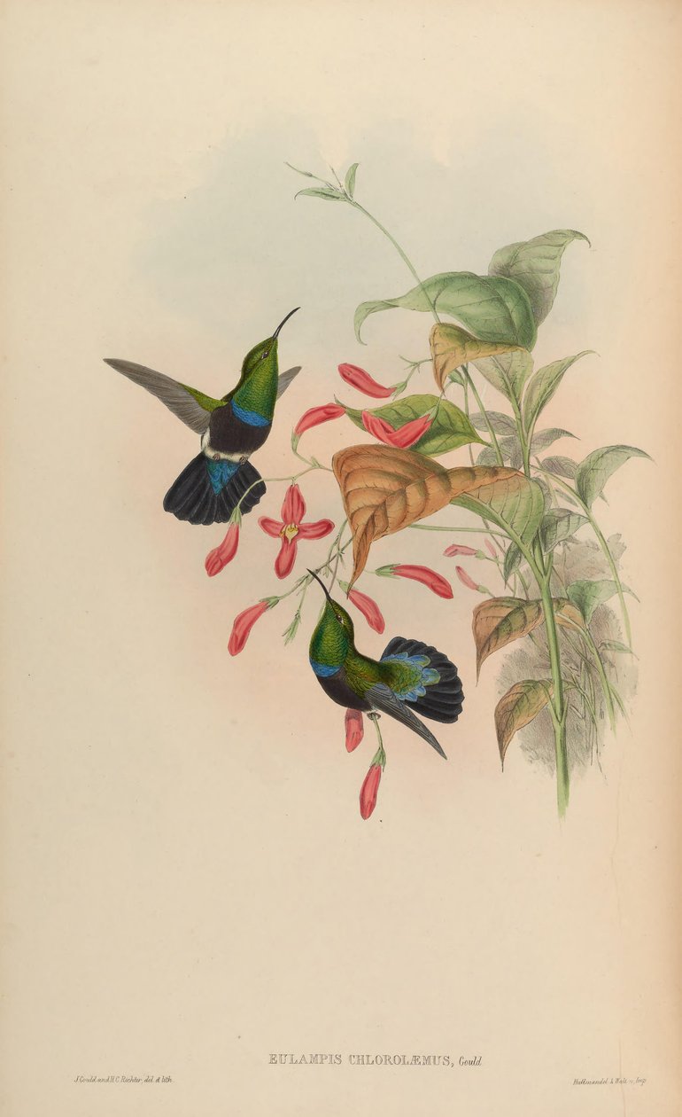 Eulampis chlorolaemus = Eulampis holosericeus chlorolaemus alkotó: John Gould