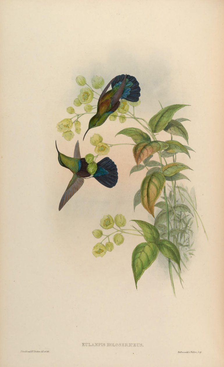 Eulampis holosericeus alkotó: John Gould