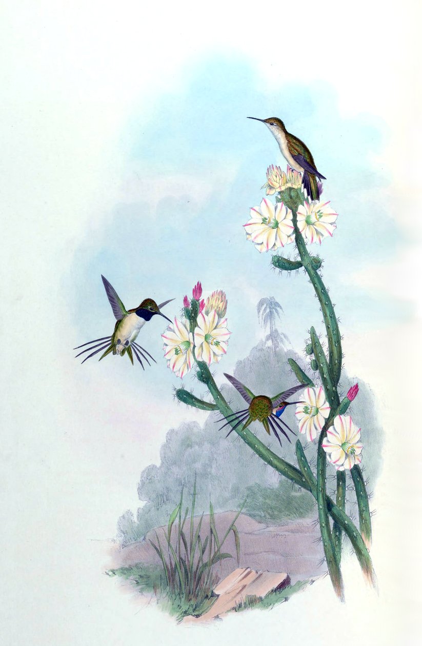 Eulidia yarrellii = Szin alkotó: John Gould