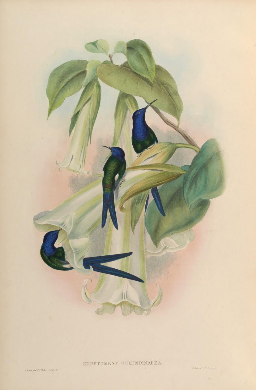 Eupetomena hirundinacea = Eupetomena macroura macroura alkotó: John Gould