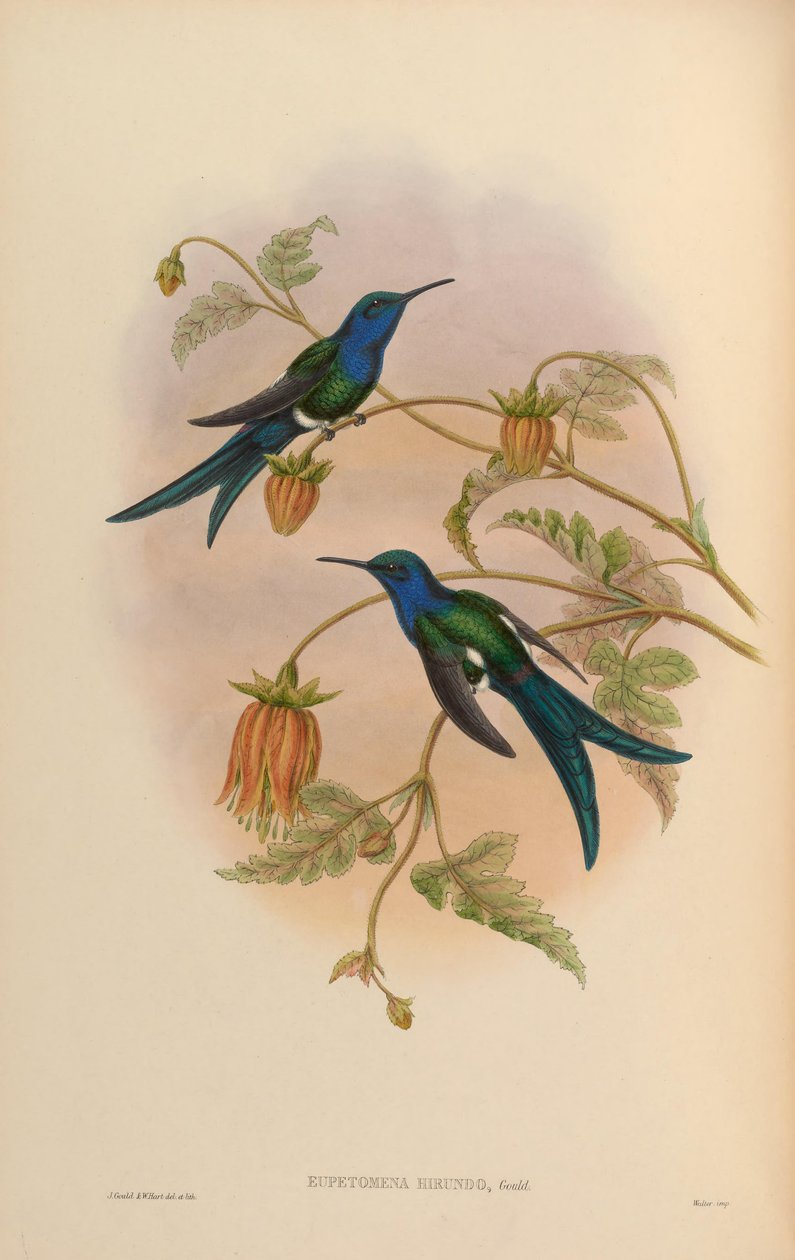 Eupetomena hirundo = Eupetomena macroura hirundo alkotó: John Gould