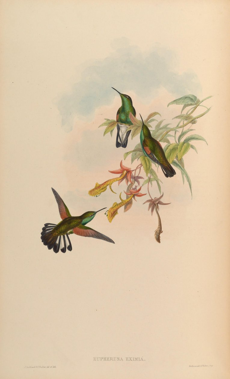 Eupherusa alkotó: John Gould