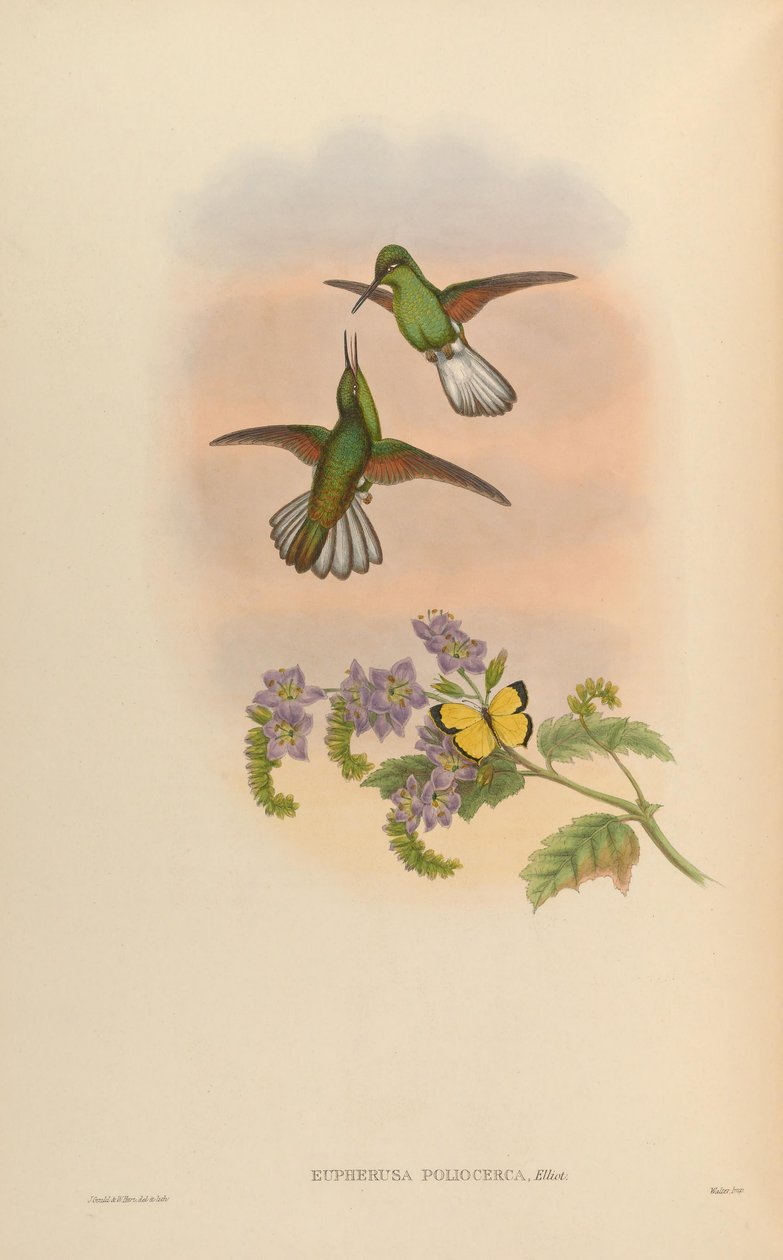 Eupherusa poliocerca alkotó: John Gould