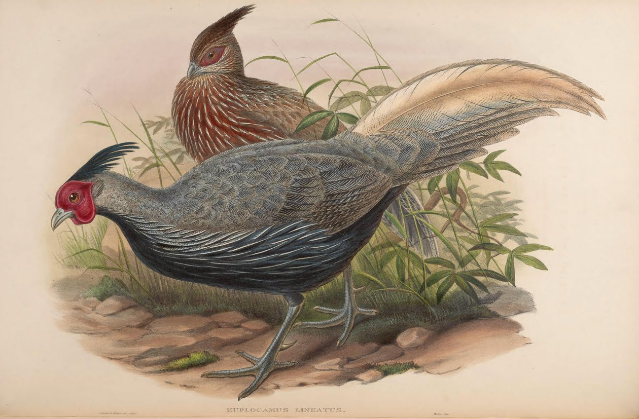 Euplocamus lineatus = Lophura leucomelanos oatesi alkotó: John Gould