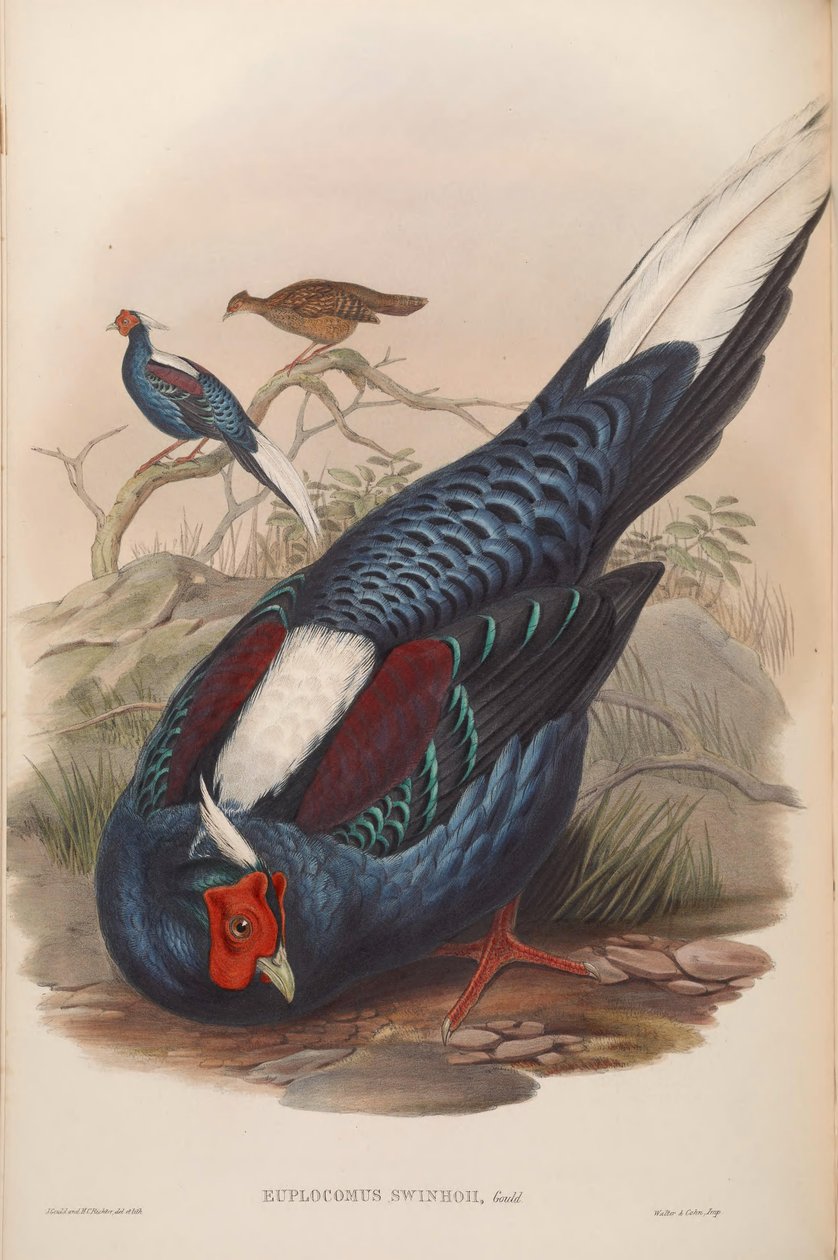 Euplocamus swinhoii = Lophura swinhoii alkotó: John Gould