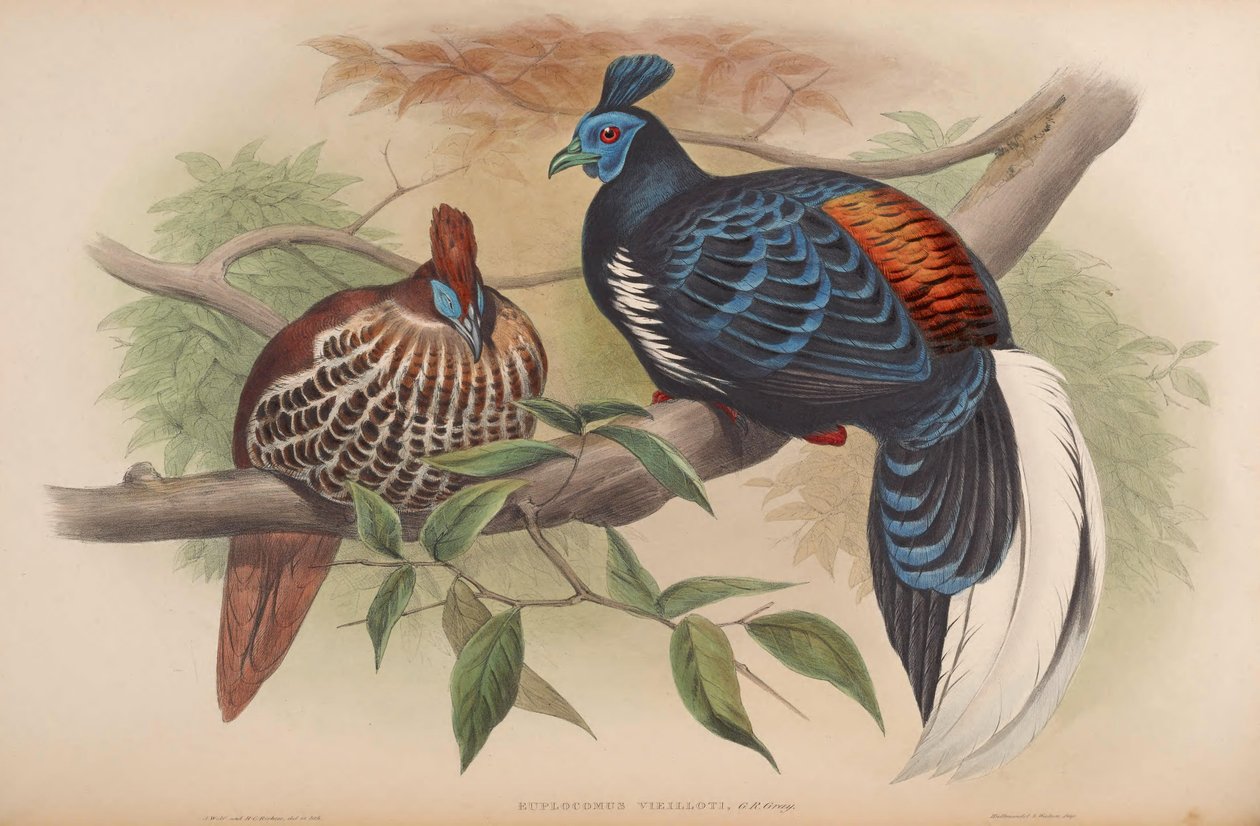 Euplocamus vieilloti = Lophura ignita rufa alkotó: John Gould