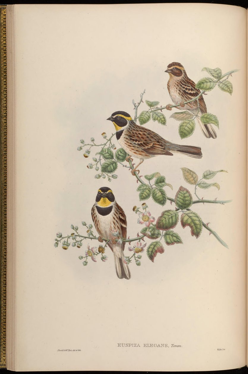 Euspiza elegans = Emberiza elegans alkotó: John Gould