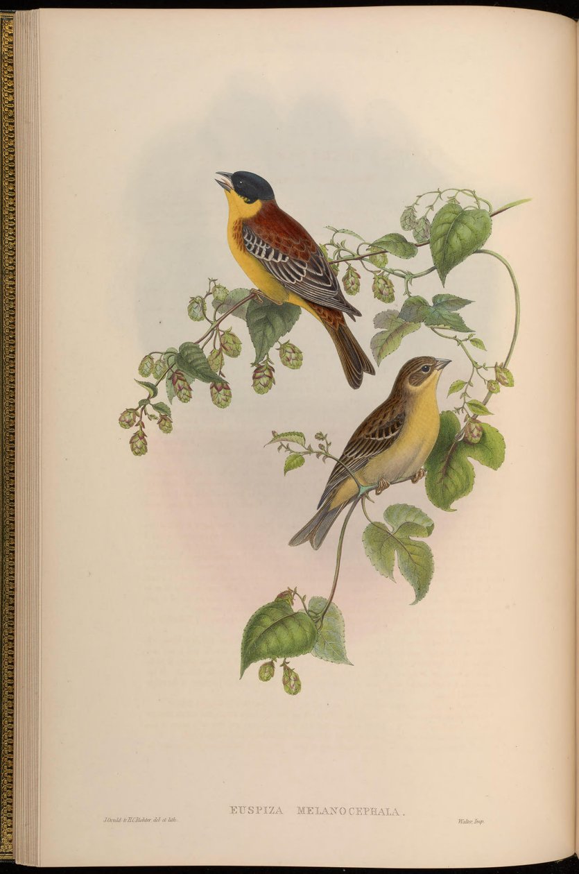 Euspiza melanocephala = Emberiza melanocephala alkotó: John Gould