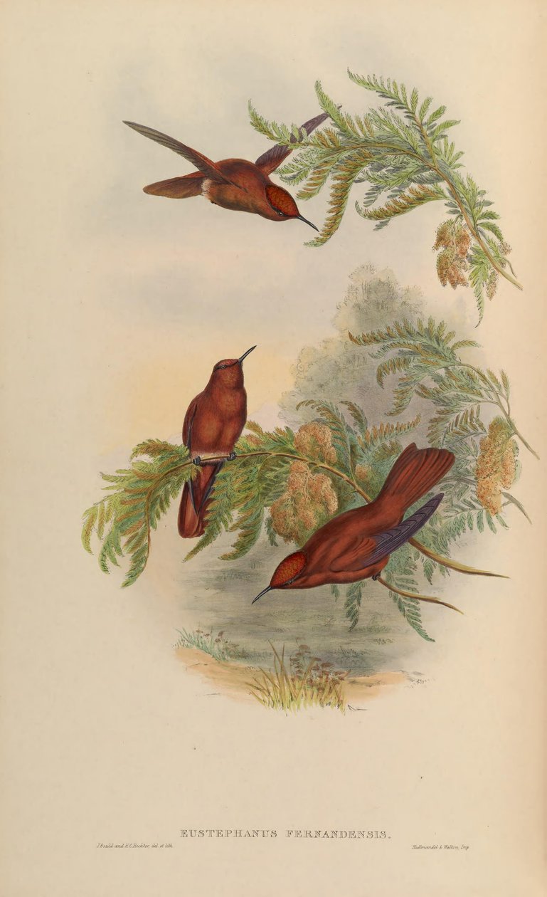 Eustephanus fernandensis = Sephanoides fernandensis alkotó: John Gould