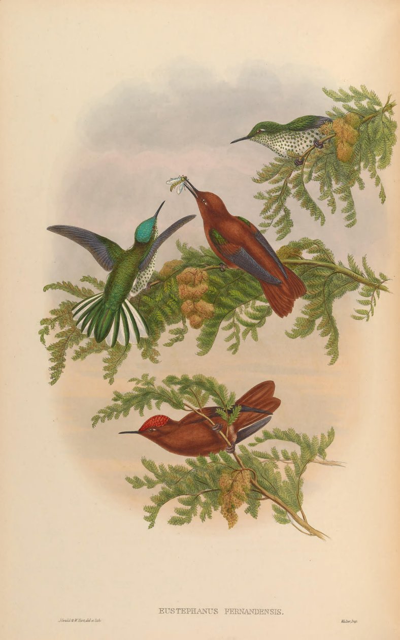 Eustephanus fernandensis = Sephanoides fernandensis fernandensis alkotó: John Gould