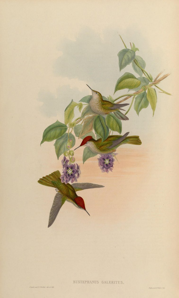 Eustephanus galeritus = Sephanoides sephaniodes alkotó: John Gould