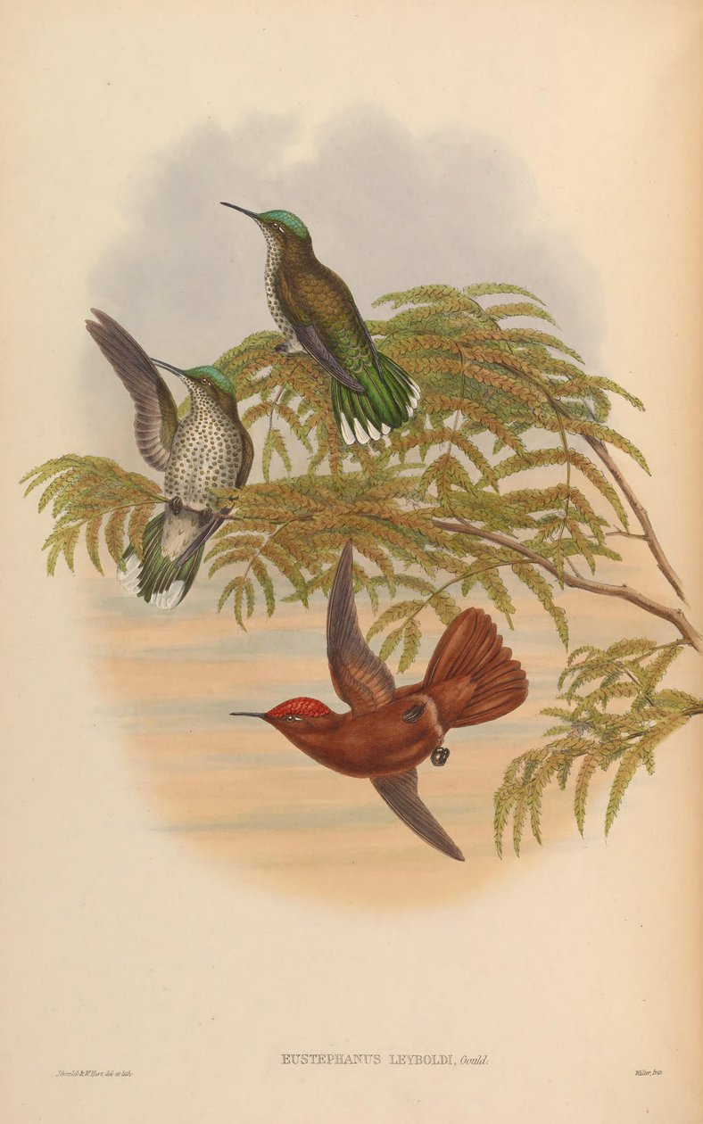 Eustephanus leyboldi = Sephanoides fernandensis leyboldi alkotó: John Gould