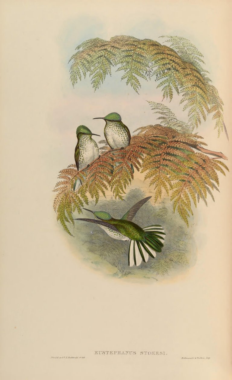 Eustephanus stokesi = Sephanoides sephaniodes alkotó: John Gould