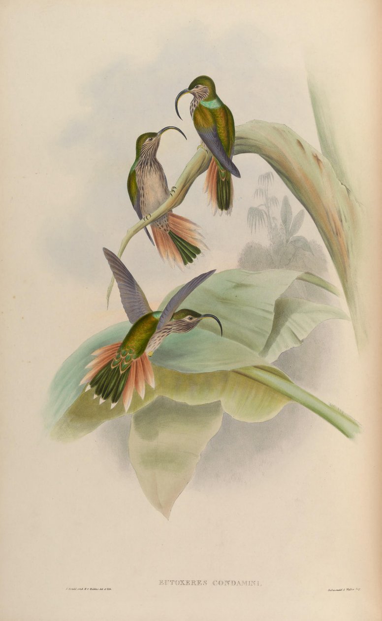 Eutogenészt elítélték alkotó: John Gould