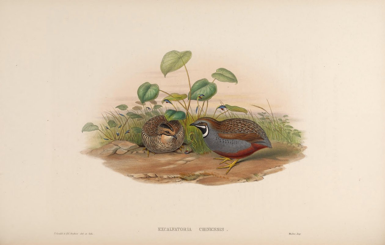 Excalfactoria chinensis alkotó: John Gould