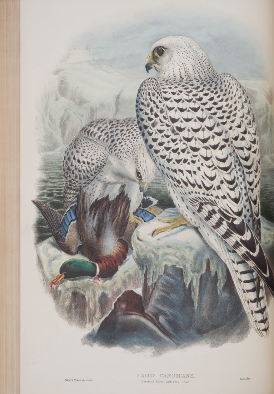 Falco Candicans, tábla a John Gould által 1862-73-ban kiadott The Birds of Great Britain (kézi színes litográfia) című kötetből. alkotó: John Gould