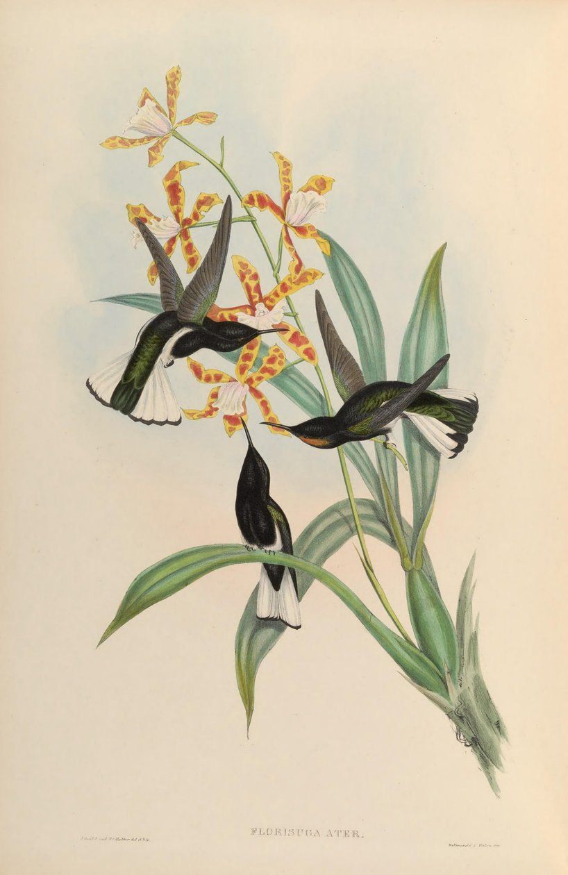 Florisuga atra = Florisuga fusca alkotó: John Gould