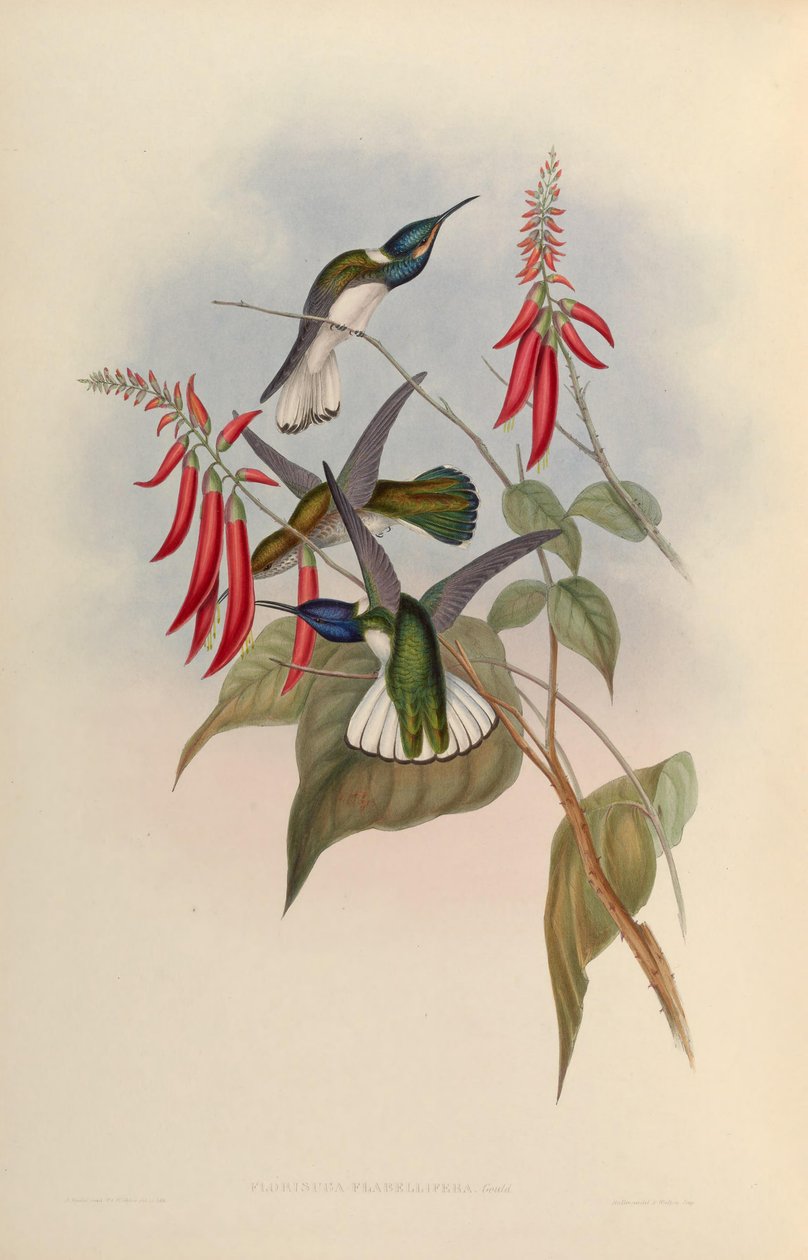 Florisuga flabellifera = Florisuga mellivora alkotó: John Gould