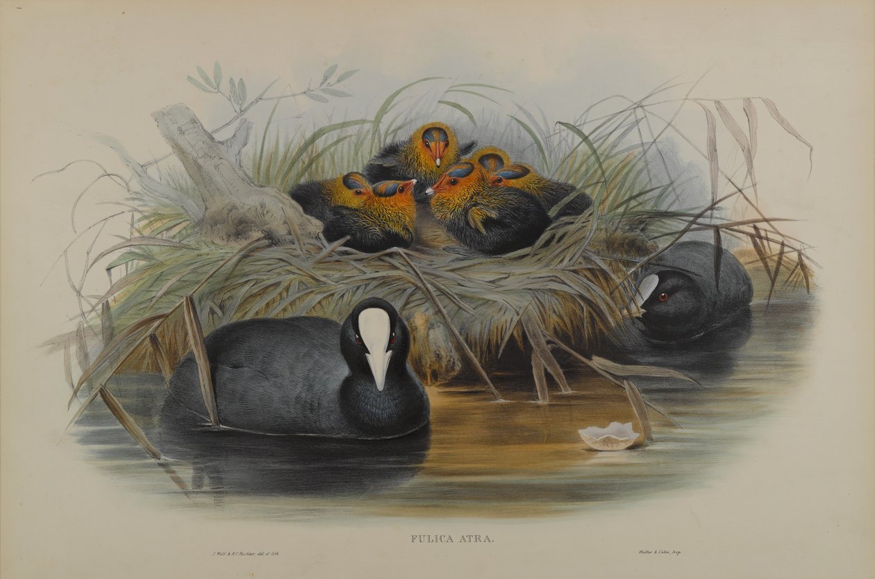 Fulica Atra alkotó: John Gould