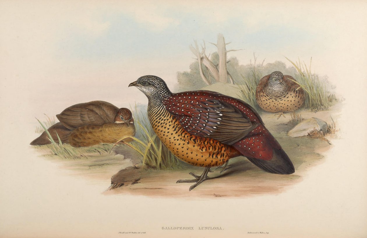 Galloperdix lunulata alkotó: John Gould