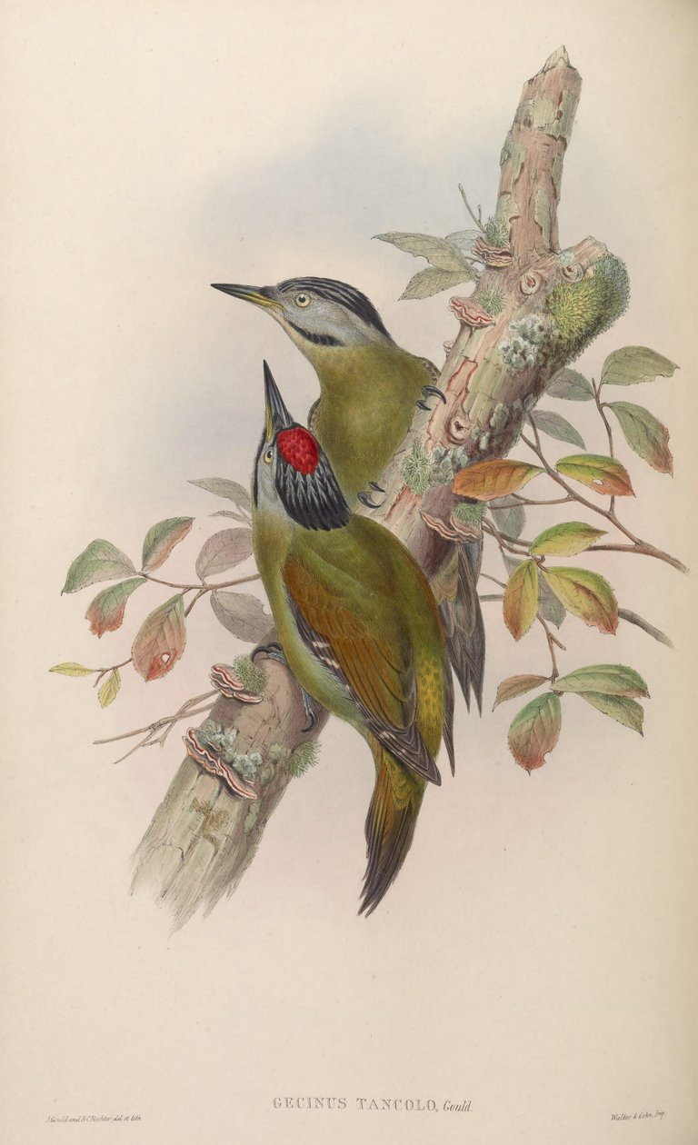 Gecinus tancolo = Pico szürke tancolo alkotó: John Gould