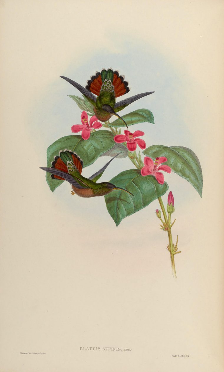 Glaucis affinis = Glaucis hirsutus hirsutus alkotó: John Gould