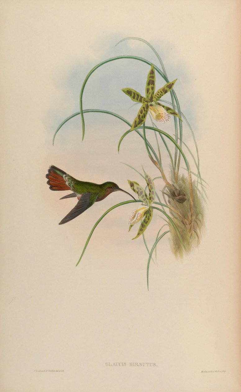 Glaucis hirsutus alkotó: John Gould