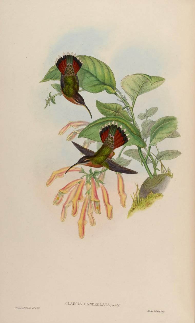 Glaucis lanceolata alkotó: John Gould