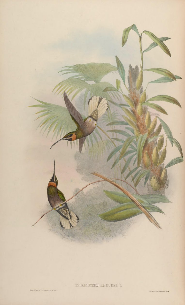 Glaucis leucurus = Threnetes leucurus alkotó: John Gould