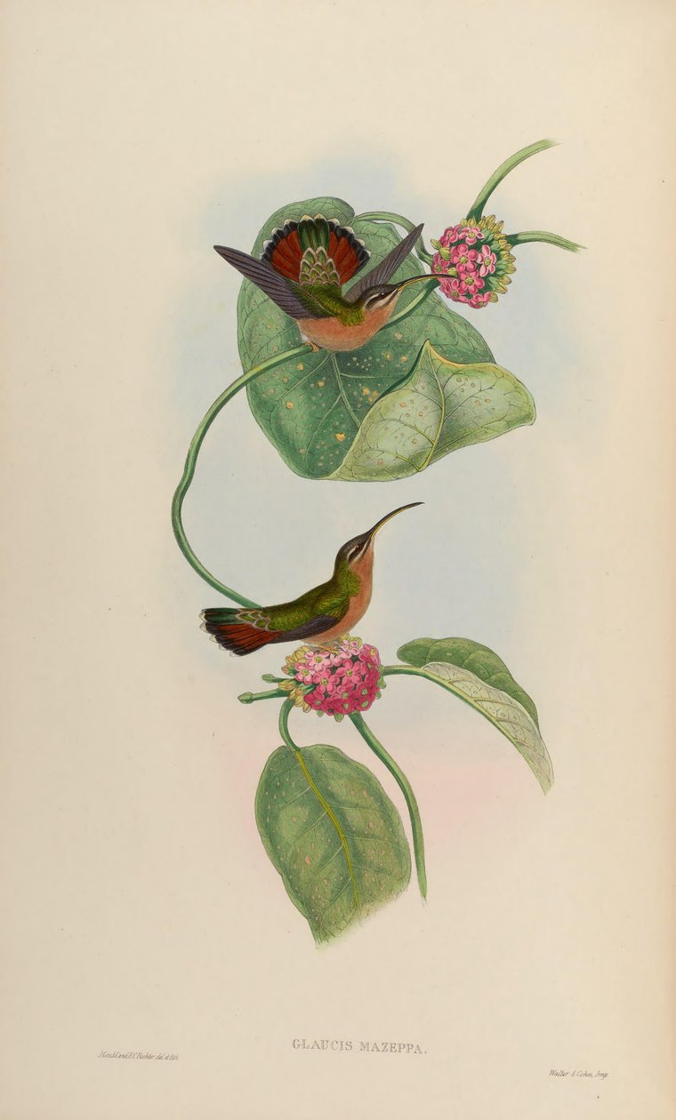 Glaucis mazeppa = Glaucis hirsutus hirsutus alkotó: John Gould