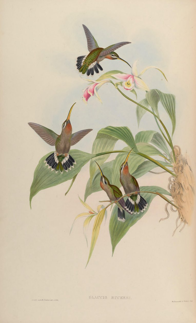 Glaucis ruckeri = Threnetes ruckeri ventosus alkotó: John Gould
