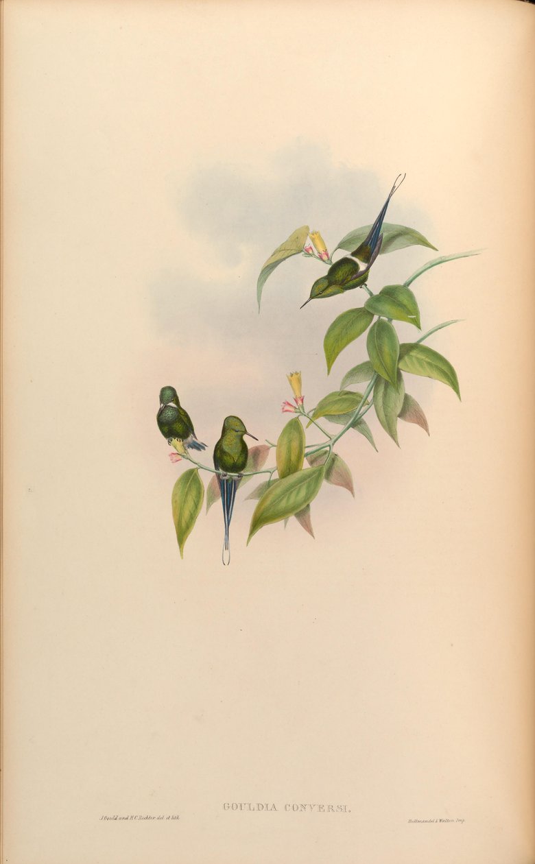 Gouldia conversi = Discosura conversii alkotó: John Gould