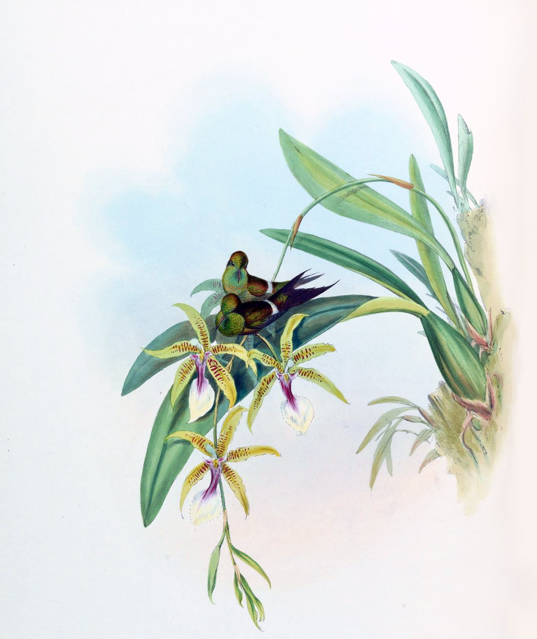 Gouldia joy = Örömdiszkor az Oncidiummal alkotó: John Gould
